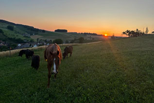 Reitgebiet und Weiden beim Stall Eichhof - Eindrücke 1
