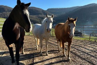 Reitgebiet und Weiden beim Stall Eichhof - Eindrücke 12