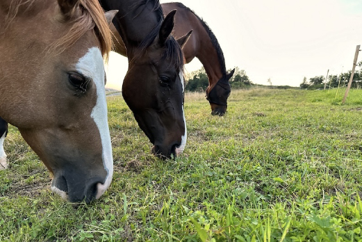 Reitgebiet und Weiden beim Stall Eichhof - Eindrücke 15