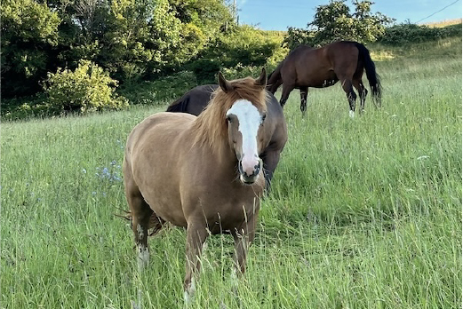 Reitgebiet und Weiden beim Stall Eichhof - Eindrücke 20