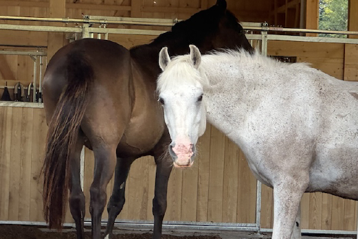 Reitgebiet und Weiden beim Stall Eichhof - Eindrücke 21