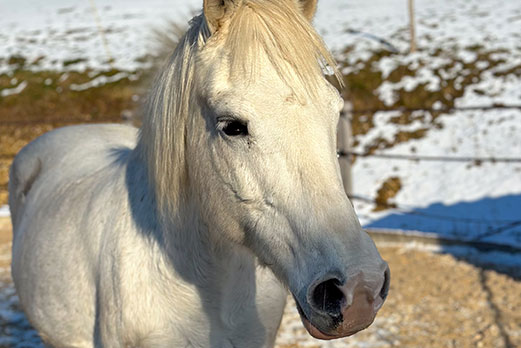 Reitgebiet und Weiden beim Stall Eichhof - Eindrücke 37