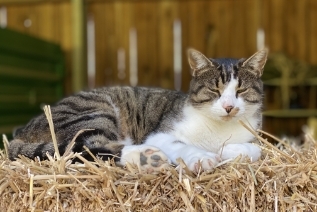 Reitgebiet und Weiden beim Stall Eichhof - Eindrücke 4