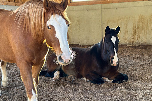 Reitgebiet und Weiden beim Stall Eichhof - Eindrücke 41