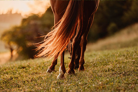 Reitgebiet und Weiden beim Stall Eichhof - Eindrücke 43