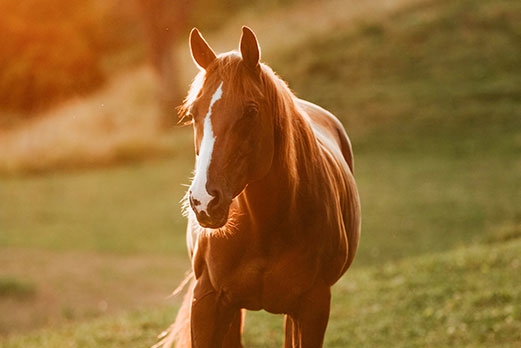 Reitgebiet und Weiden beim Stall Eichhof - Eindrücke 47