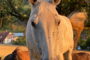 Reitgebiet und Weiden beim Stall Eichhof - Eindrücke 7